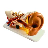 Ear 3part 1 200x200 - چسب بخیه 3M مدل Steri Strip 1542 سایز 38*6 میلی‌متر