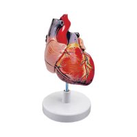 Heart Model 1 200x200 - مولاژ آناتومی قلب انسان 1.5 برابر اندازه طبیعی 2 قسمتی