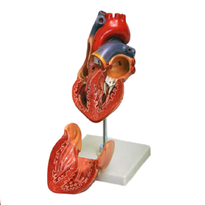 Heart Model 2 - مولاژ آناتومی قلب انسان 1.5 برابر اندازه طبیعی 2 قسمتی