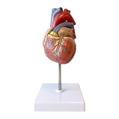 Heart Model 3 - مولاژ آناتومی قلب انسان 1.5 برابر اندازه طبیعی 2 قسمتی