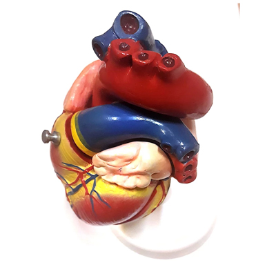 Heart Model 4 - مولاژ آناتومی قلب انسان 1.5 برابر اندازه طبیعی 2 قسمتی