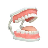 tooth 5 1 200x200 - دمیار نوزاد فناور طب اسپادانا