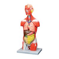 Body with Muscles 1 200x200 - دستگاه وکیوم مردانه آلوارس Alvares مدل Erect Aid